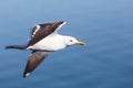 Soaring black-backed seagull, copy space Royalty Free Stock Photo