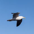 Soaring black-backed seagull, square image Royalty Free Stock Photo