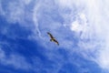 Soaring in the blue sky bird Seagull. White clouds in sunny day. Weather background. Freedom concept. Clear blue sea sky Royalty Free Stock Photo