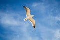 Soaring in the blue sky bird Seagull. White clouds in sunny day. Weather background. Freedom concept. Royalty Free Stock Photo