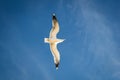 Soaring in the blue sky bird Seagull. White clouds in sunny day. Weather background. Royalty Free Stock Photo