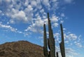 Soaring Cactus Arms In the Arizona Desert