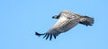 Soaring Cape Vulture Royalty Free Stock Photo