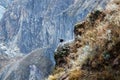 Soaring condors in the Andes Royalty Free Stock Photo