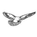 Soaring dove in a linear style on a white background. For printing, laser cutting, website and logo design. Vector Royalty Free Stock Photo