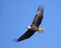 Soaring eagle Royalty Free Stock Photo