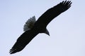Soaring eagle Royalty Free Stock Photo