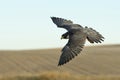 Soaring Falcon Royalty Free Stock Photo