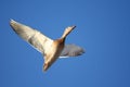 Soaring Female Mallard Royalty Free Stock Photo