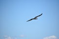 Soaring and Gliding Osprey Bird in Flight