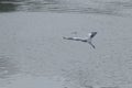 Soaring great blue heron in flight over a tranquil body of water.