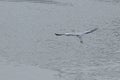 Soaring great blue heron in flight over a tranquil body of water.