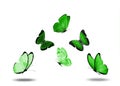 Soaring green butterflies with a shadow isolated on a white background