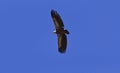 Soaring Griffon Vulture; Gyps fulvus