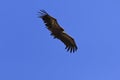 Soaring Griffon Vulture; Gyps fulvus Royalty Free Stock Photo