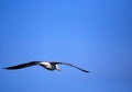 Soaring Gull Royalty Free Stock Photo