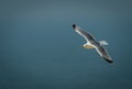 Soaring gull