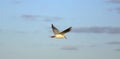 Soaring gull and sky
