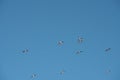 Soaring gulls in the blue sky Royalty Free Stock Photo