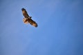 Soaring Hawk against a Blue Sky