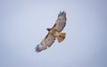 Soaring Hawk Royalty Free Stock Photo