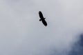 Soaring hawk in the sky Royalty Free Stock Photo