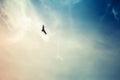 Soaring hawk with wispy clouds