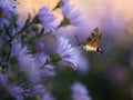 soaring hawk moth over the flowers of the Novobelgian astersring Royalty Free Stock Photo