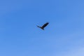 Soaring high, a lone white-tailed eagle is framed against the clear blue backdrop of Norway\'s Lofoten Islands Royalty Free Stock Photo