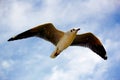 Soaring high under a blue sky