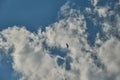 A soaring kite against a background of white clouds in a blue sky.