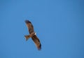 Soaring kite Eagle