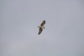 Soaring osprey hunting on florida beach