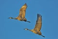 Beautiful cranes soar upward together into brilliant blue sky Royalty Free Stock Photo