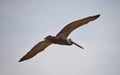 Soaring Pelican