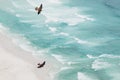 Soaring Peregrine Falcons in Courtship Display high above the Beach