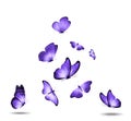 Soaring purple butterflies isolated on white background Royalty Free Stock Photo