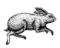 Soaring rabbit or bunny. Wild forest animal jumping up. Gray hare. Vintage style. Engraved hand drawn sketch for emblem