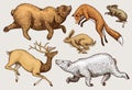 Soaring red Fox Hare Rabbit northern brown Bear Deer. Set of Wild forest animal jumping up. Vintage style. Engraved hand