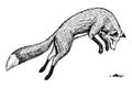 Soaring red fox. Wild forest animal jumping up. Food search concept. Vintage style. Engraved hand drawn sketch.