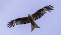 Soaring Red Kite (Milvus Milvus)