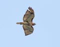 Soaring Red-Tailed Hawk in Morning Light