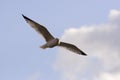 Soaring seagull Royalty Free Stock Photo