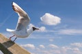 Soaring seagull against the sky