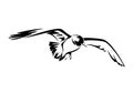 Soaring seagull bird black vector design
