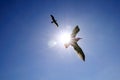 Soaring seagull in blue sky