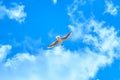 Soaring seagull in the blue sky Royalty Free Stock Photo