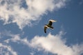 Soaring seagull on a blue sky with white clouds on a summer day Royalty Free Stock Photo