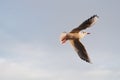 Soaring seagull in the sky