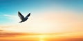Soaring seagull at sunset with vibrant sky colors Royalty Free Stock Photo